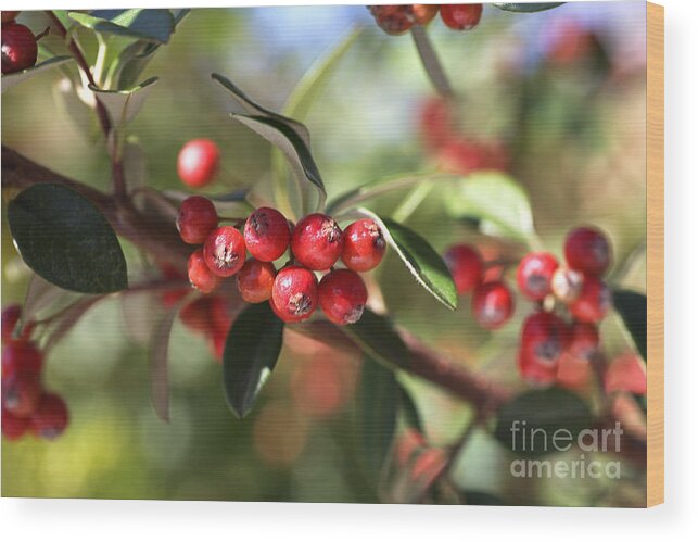  Wood Print featuring the photograph Berry Delight by Joy Watson