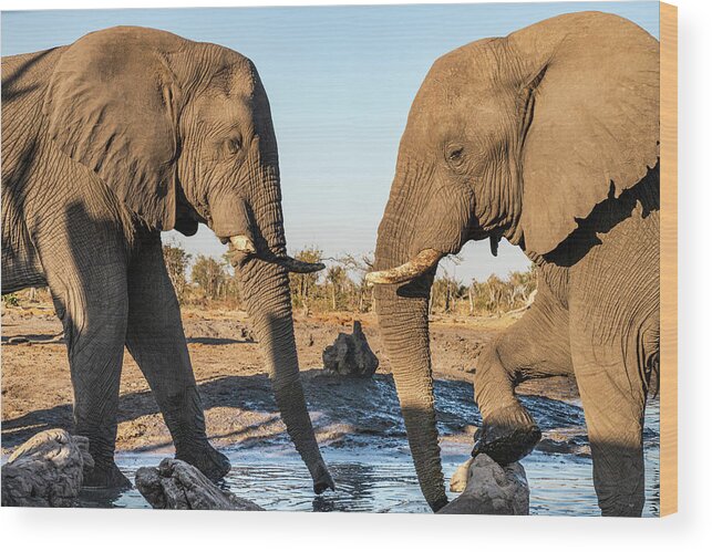 African Elephant Wood Print featuring the photograph Between Friends by Elvira Peretsman