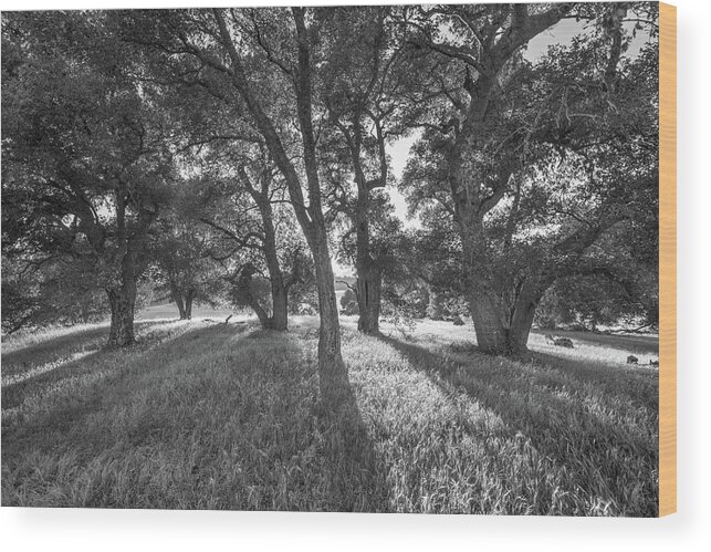 San Diego Wood Print featuring the photograph Between the Oaks by Alexander Kunz