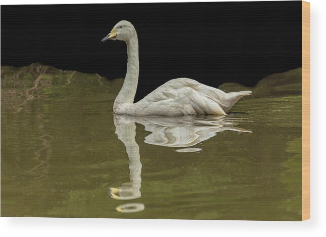 Swans Wood Print featuring the photograph Bewick's Swan 05 by Jim Dollar
