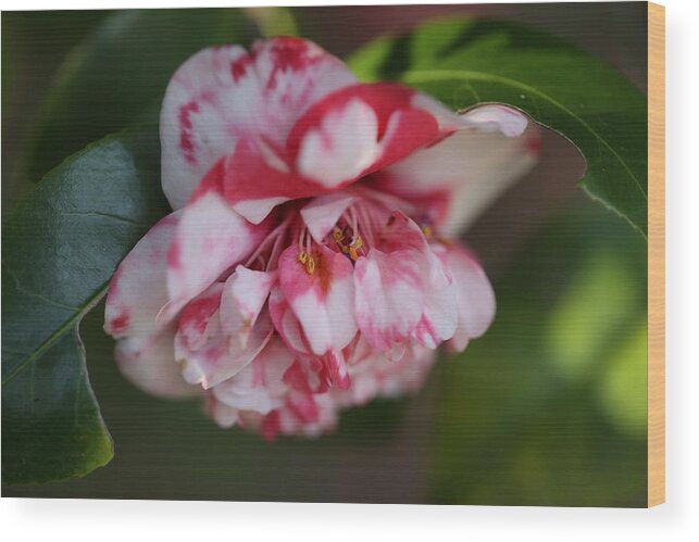 Camellia Wood Print featuring the photograph Bi-Color Camellia IV by Mingming Jiang