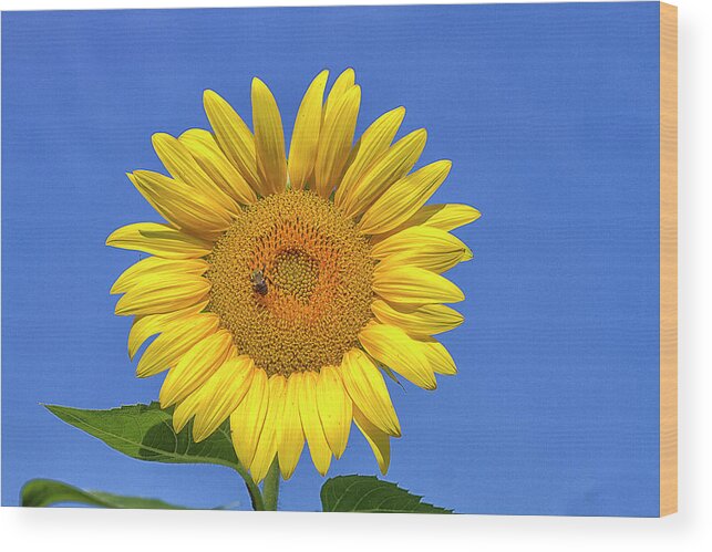 Sunflower Wood Print featuring the photograph Big and Beautiful by Bill Barber