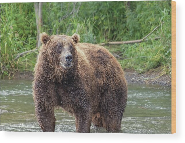 Bear Wood Print featuring the photograph Big brown bear in river by Mikhail Kokhanchikov