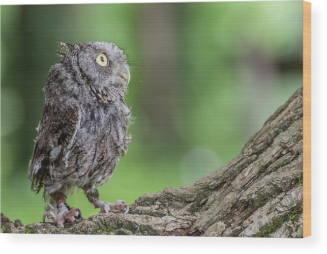 Raptors Owl Hawk Wood Print featuring the photograph Big eyes by Robert Miller