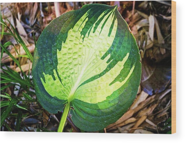 Blooming Wood Print featuring the photograph Big Leaf by David Desautel