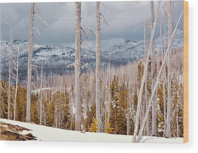 Trees Wood Print featuring the photograph Big Sky Country by Carolyn Mickulas