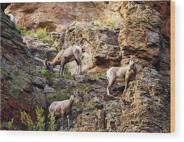Co Wood Print featuring the photograph Bighorn Climbers by Lana Trussell