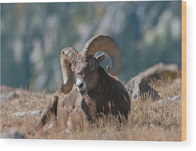 Bighorn Sheep Wood Print featuring the photograph Bighorn Sheep - 7187 by Jerry Owens