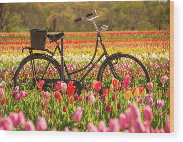 Tulip Wood Print featuring the photograph Biking Through The Tulips by Kristia Adams