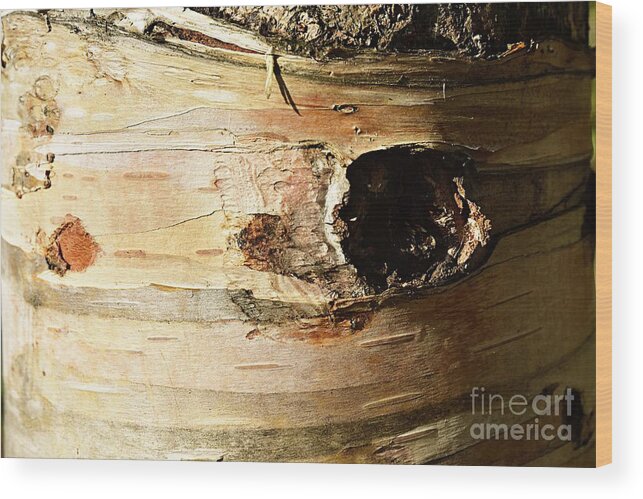 Photography Wood Print featuring the photograph Birch Tree Closeup by Larry Ricker