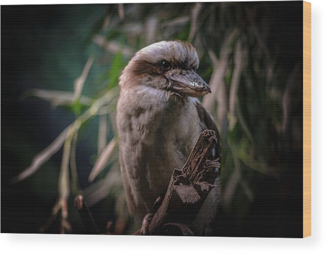 Bird Wood Print featuring the photograph Bird by Anamar Pictures