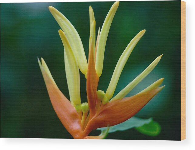 Flower Wood Print featuring the photograph Bird of Paradise by Kerry Obrist