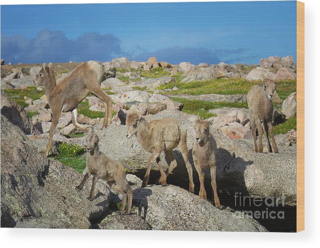 Bighorn Sheep Wood Print featuring the photograph Birds of a Feather by Jim Garrison