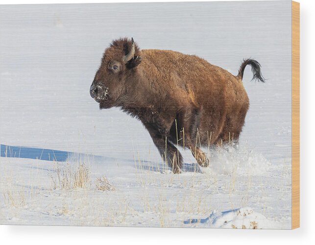 Bison Wood Print featuring the photograph Bison Cow on the Run in the Snow by Tony Hake