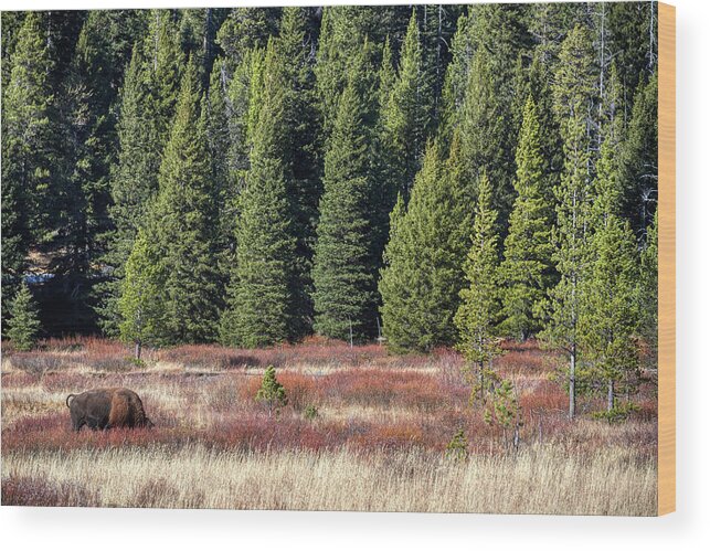 Yellowstone Wood Print featuring the photograph Bison In Meadow by Paul Freidlund