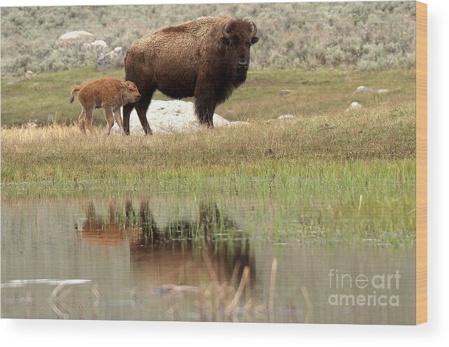 Yellowstone Wood Print featuring the photograph Bison Red Dog With A Wary Eye by Adam Jewell