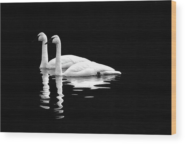 Swan Wood Print featuring the photograph Black and White Beauty by Jerry Cahill