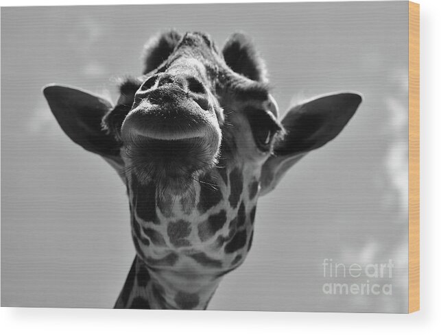 Giraffe Wood Print featuring the photograph Black and White Giraffe by Bailey Maier