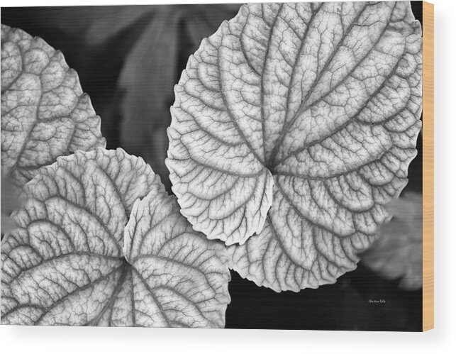 Leaves Wood Print featuring the photograph Black And White Leaves Abstract by Christina Rollo