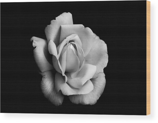 Rose Wood Print featuring the photograph Black and White Rose Bloom by Carrie Hannigan