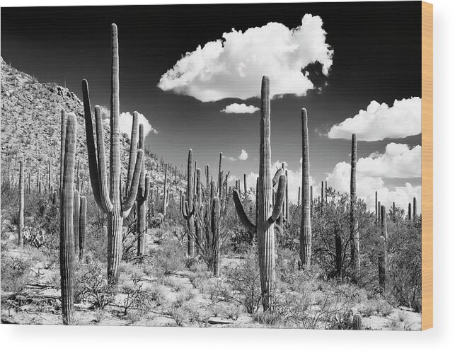 Arizona Wood Print featuring the photograph Black Arizona Series - Cactus Forest by Philippe HUGONNARD