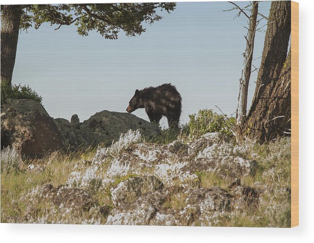 Black Bear Wood Print featuring the photograph Black Bear At Yellowstone 1 by Joe Granita