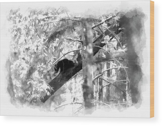 Black Bear Wood Print featuring the photograph Black bear cub in tree paintography by Dan Friend