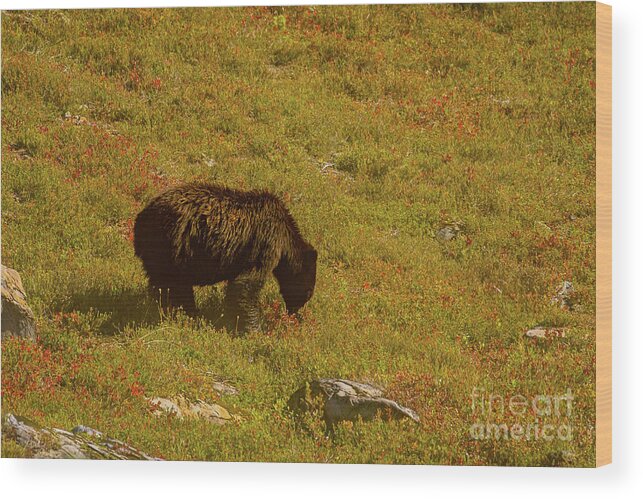 Olympic National Park Wood Print featuring the photograph Black Bear in Huckleberry Meadow by Nancy Gleason