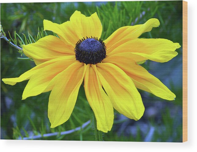 Black Eyed Susan Wood Print featuring the photograph Black Eyed Susan Portrait by Terence Davis