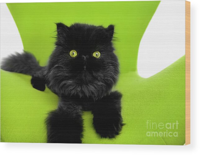 Cat Wood Print featuring the photograph Black Persian Cat Joy by Renee Spade Photography