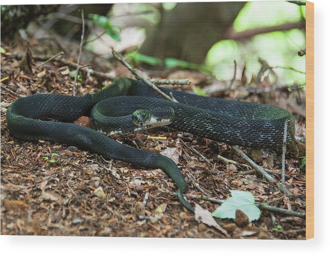 Brevard Wood Print featuring the photograph Black Rat Snake by Melissa Southern