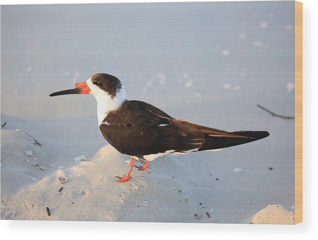 Black Skimmers Wood Print featuring the photograph Black Skimmer by Mingming Jiang
