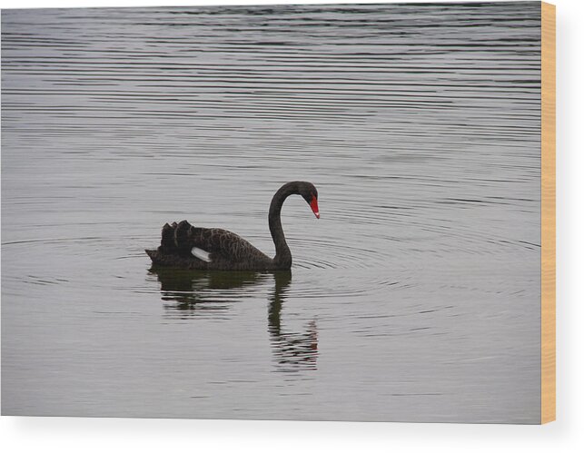 Conceptual Symbol Wood Print featuring the photograph Black swan and reflection on a lake by David Epperson