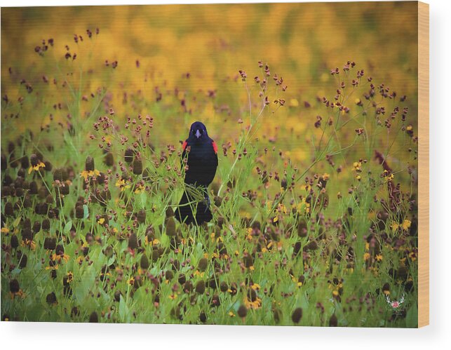 Blackbird Wood Print featuring the photograph Blackbird in Wildflowers by Pam Rendall