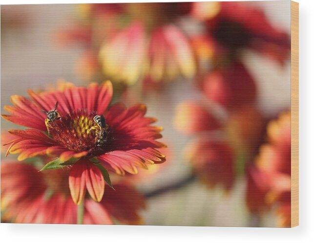 Blanket Flowers Wood Print featuring the photograph Blanket Flowers by Mingming Jiang