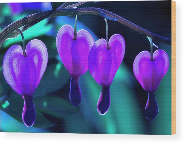 Bleeding Wood Print featuring the photograph Bleeding Hearts in Moon Light by Skip Tribby