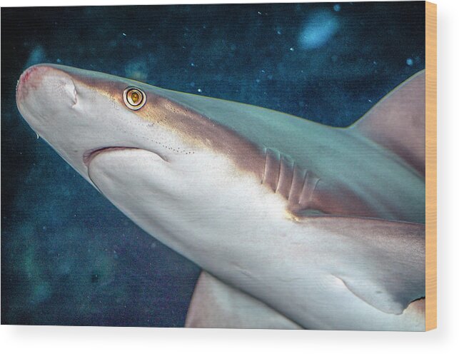 Bloody Wood Print featuring the photograph Bloody Nosed Shark by WAZgriffin Digital