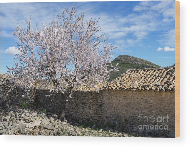 Almond Tree Wood Print featuring the photograph Blooming almond tree and traditional farmhouse by Adriana Mueller