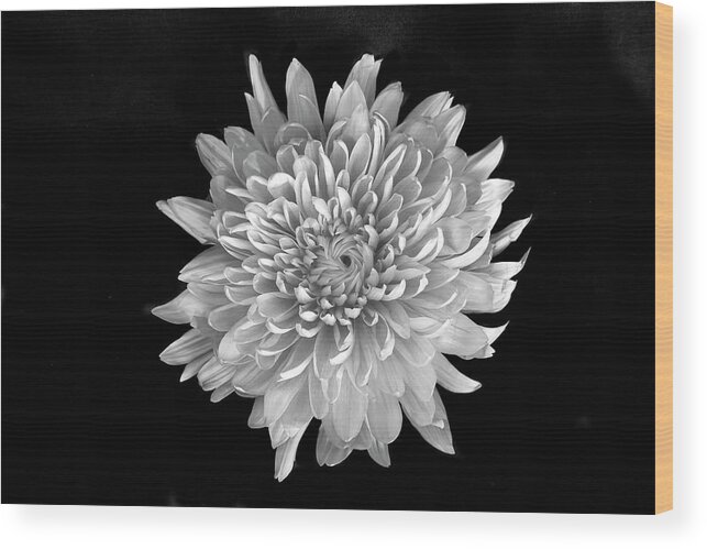 Flower Wood Print featuring the photograph Blooming Chrysanthemum by Lori Hutchison
