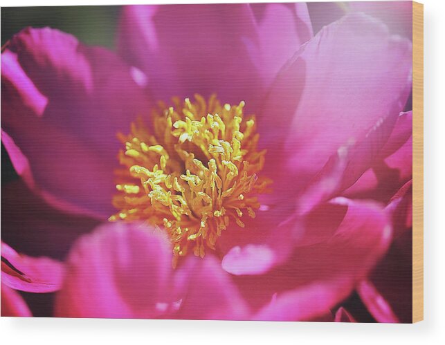  Wood Print featuring the photograph Blooming Pinkie by Nicole Engstrom