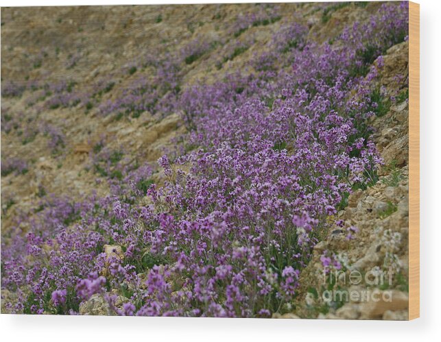 Matthiola Aspera Wood Print featuring the photograph Blooming Purple Matthiola aspera r4 by Yotam Jacobson