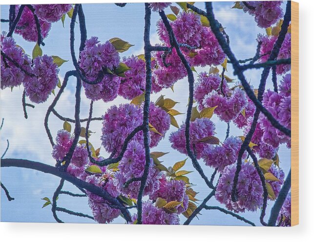 Pink Blossom Wood Print featuring the photograph Blossom In Regents Park by Raymond Hill