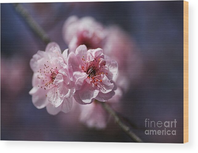 Blossom Pinks Wood Print featuring the photograph Blossom Pinks And Blue by Joy Watson