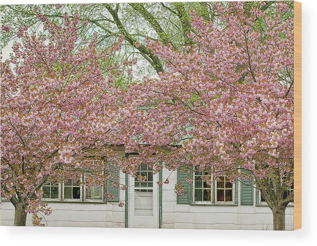 Blossom Trees Wood Print featuring the photograph Blossom Time Taking Over by Kathi Mirto