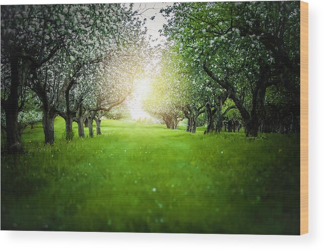  Wood Print featuring the photograph Blossum Heaven by Nicole Engstrom