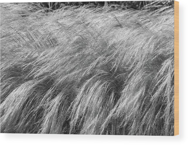 Grass Wood Print featuring the photograph Blowing in the Wind by Mary Anne Delgado