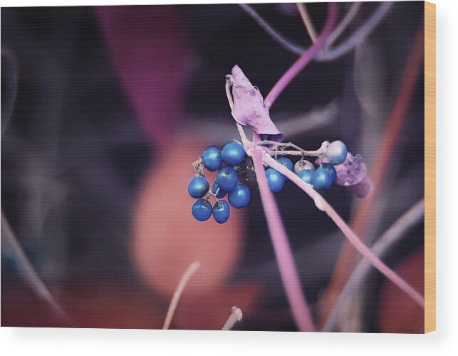 Nature Art Wood Print featuring the photograph Blu Berries by Gian Smith
