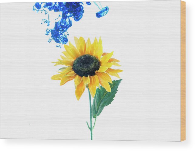Blue Wood Print featuring the photograph Blue cloud descending on the sunflower by Dan Friend