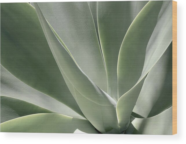 Agave Wood Print featuring the photograph Blue Flame Agave 3 by Alison Frank