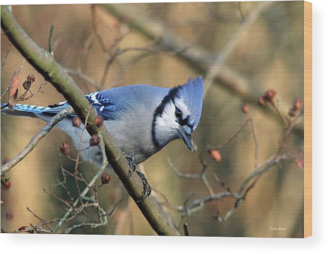 Birds Wood Print featuring the photograph Blue Jay in the Crape Myrtle by Trina Ansel